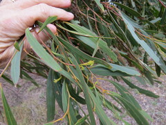 Eucalyptus odorata
