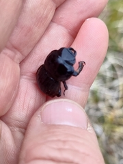 Geodorcus