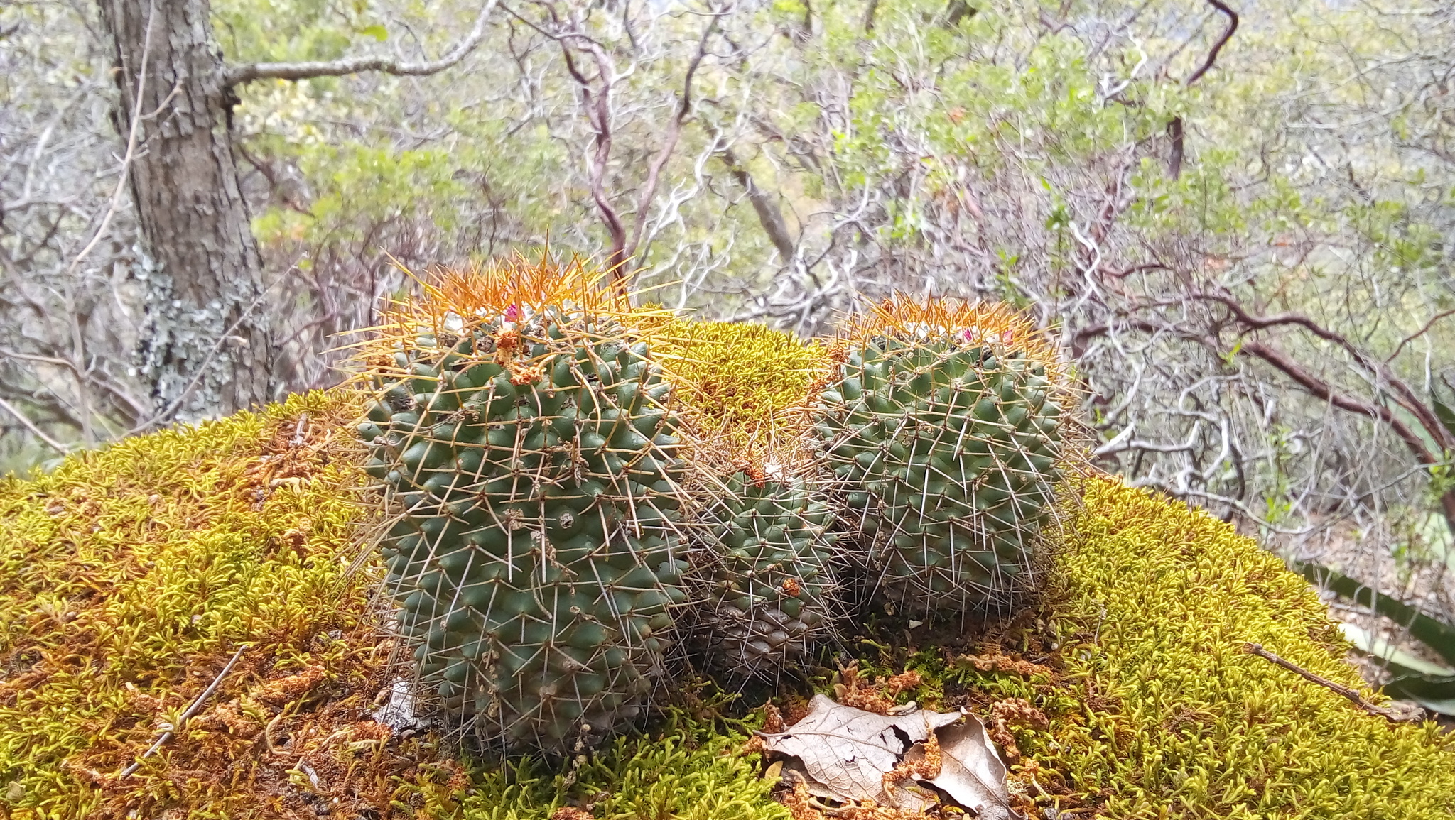 Mammillaria polythele ssp. obconella