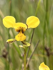 Diuris chrysantha