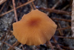 Laccaria trichodermophora