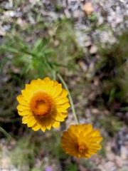 Xerochrysum