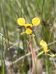 Diuris chrysantha