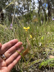Diuris chrysantha