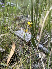 Diuris chrysantha