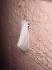 Rupela