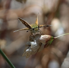Taractrocera papyria
