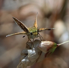 Taractrocera papyria