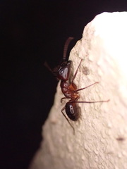Camponotus atriceps