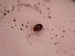 Sericoderus