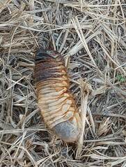 Coleoptera