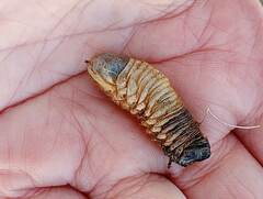 Coleoptera