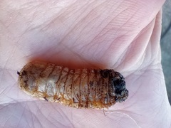 Coleoptera