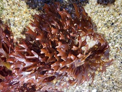 Trematocarpus dichotomus