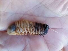 Coleoptera
