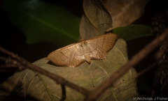 Hypolamprus ypsilon