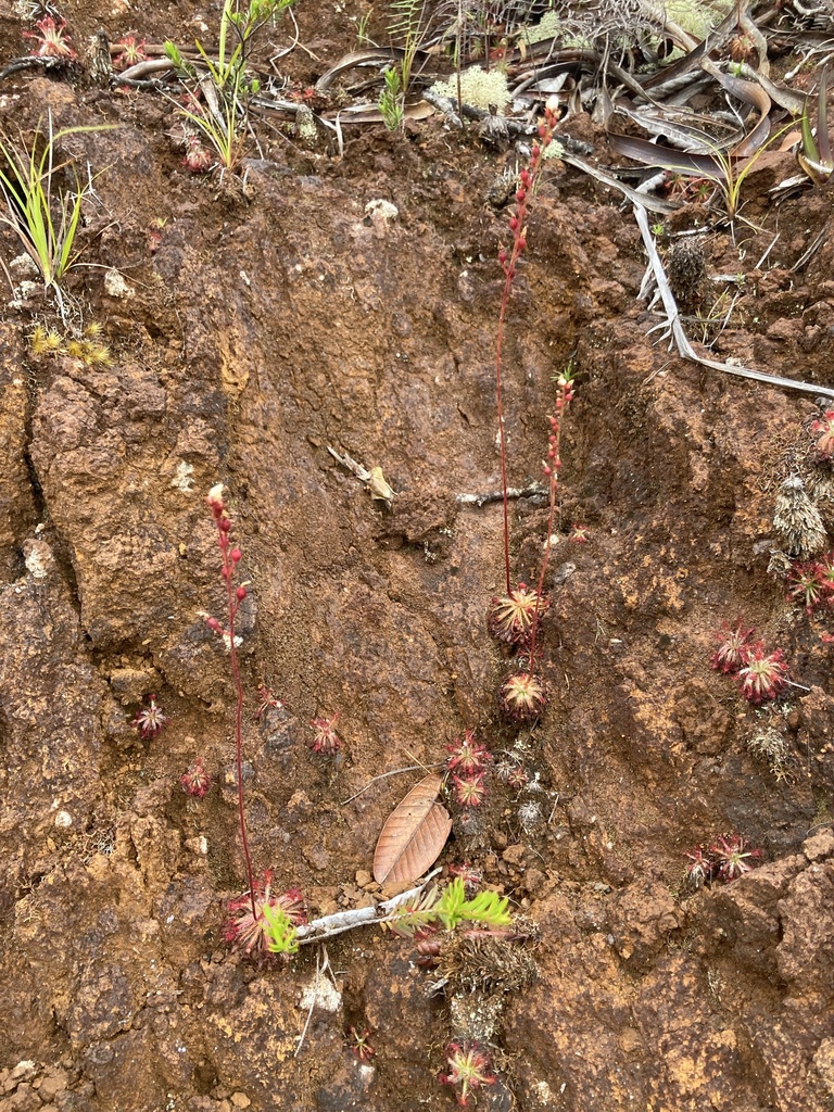 Drosera neocaledonica, Boulouparis, NC-SU, NC