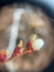 Drosera neocaledonica