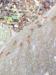 Oecophylla smaragdina