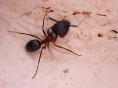 Camponotus atriceps