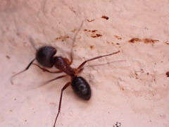 Camponotus atriceps