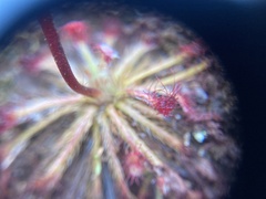 Drosera neocaledonica