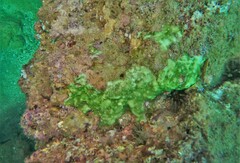 Porites panamensis