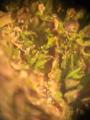 Syntrichia papillosa