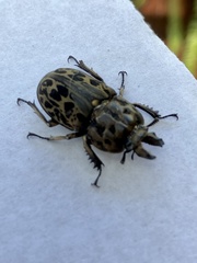 Ryssonotus nebulosus