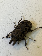 Ryssonotus nebulosus