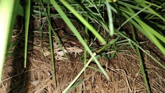 Lithobates brownorum