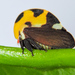Typical Treehoppers - Photo (c) Cheryl Harleston López Espino, some rights reserved (CC BY-NC-ND), uploaded by Cheryl Harleston López Espino