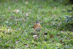 Cercotrichas quadrivirgata