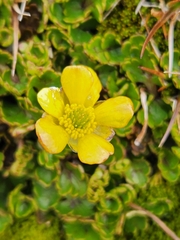 Ranunculus enysii