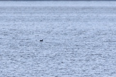 Podiceps nigricollis