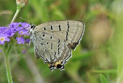 Jalmenus evagoras