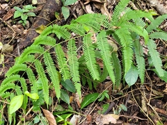 Gleichenella pectinata