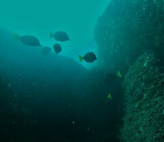 Prionurus laticlavius