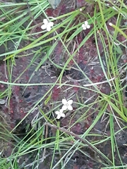 Drosera pygmaea
