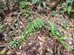 Gleichenella pectinata