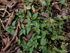 Synedrella nodiflora