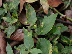 Synedrella nodiflora