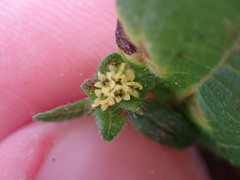 Synedrella nodiflora