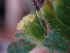 Synedrella nodiflora