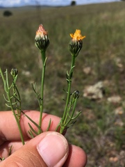 Adenophyllum wrightii