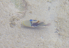 Rhinecanthus aculeatus