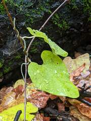 Aristolochia californica
