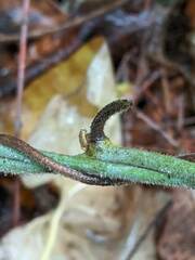 Aristolochia californica