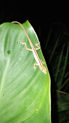 Anolis sericeus