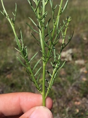 Adenophyllum wrightii